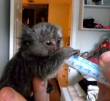 Tamed-Finger-Marmosets-Monkeys-for-you