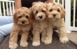F2B-Goldendoodle-puppies